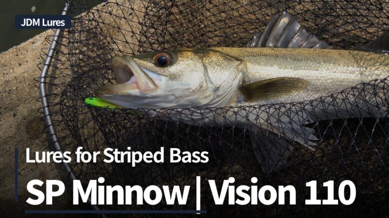 JDM Tackle for Striped Bass: Daiwa SP Minnow & Megabass Vision 110
