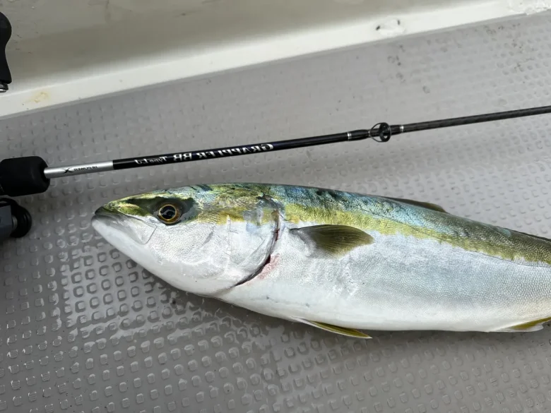 ライトジギングで釣れたハマチとダイワのロッド