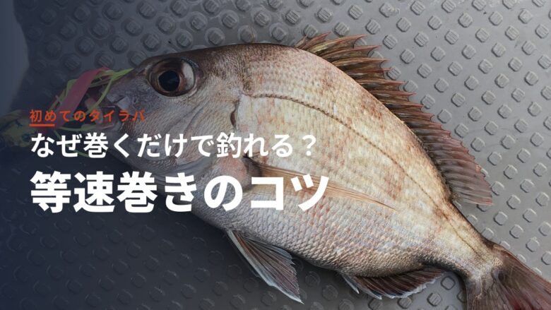 タイラバで釣れたマダイ（口にタイラバを咥えた釣果）