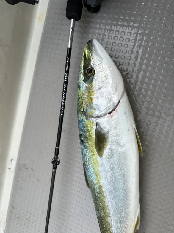 Amberjack landed on a light jigging rod, representative of the premium Yamaga Galahad class