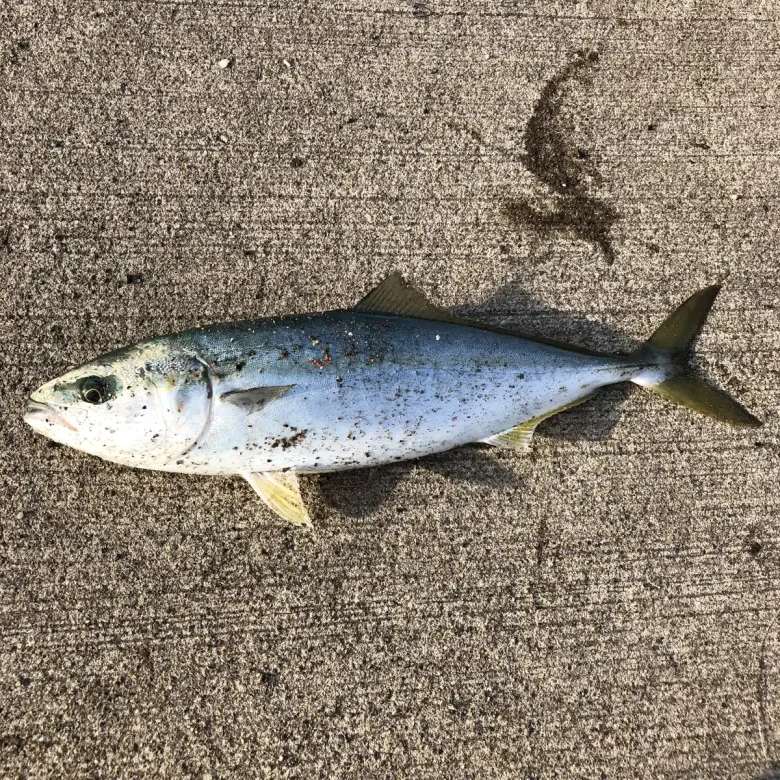 釣り上げたヒラマサの全身