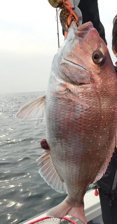 タイラバを咥えた真鯛を釣り上げた瞬間