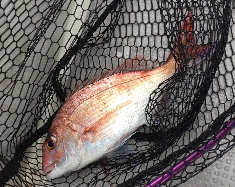 タモ網に入ったタイラバで釣れた真鯛