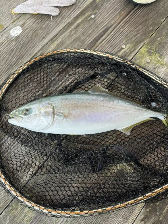 タモ網の中の青物