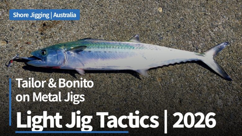 Tailor and bonito on metal jigs: light jig tactics for Australian pelagics