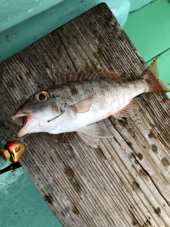 ひとつテンヤで釣れた魚と木製デッキ