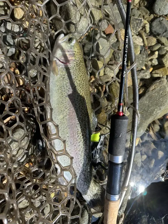 芥川マス釣り場で釣れた40cmオーバーのニジマスとラバーネット