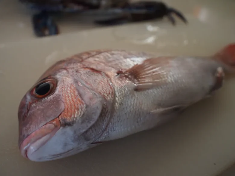 釣れたばかりの真鯛