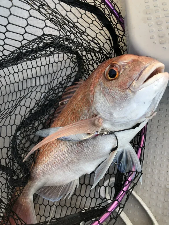タモ網に入ったタイジグで釣れた真鯛