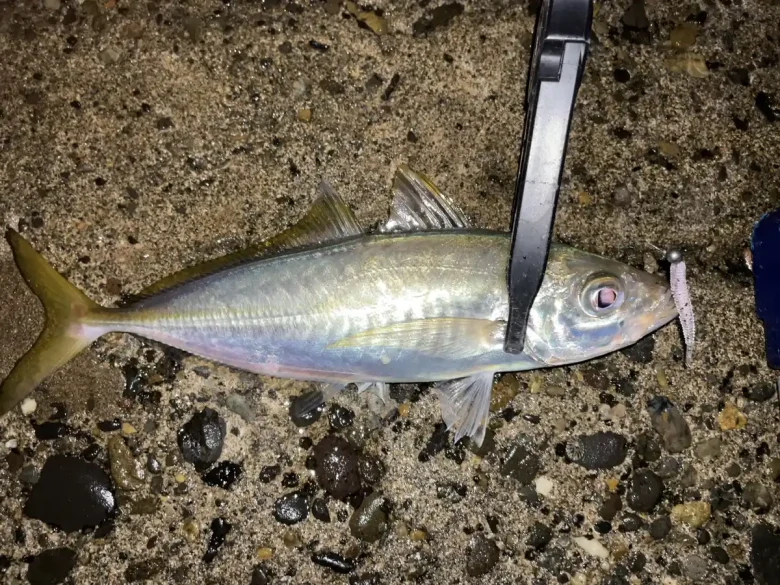An aji held in a fish grip with the jig head still in place