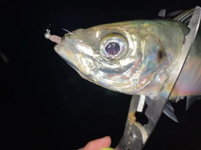 Close-up of a night-caught aji (horse mackerel) with the jig head