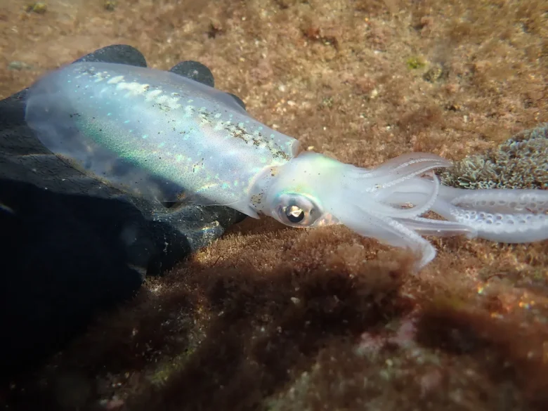 A bigfin reef squid underwater