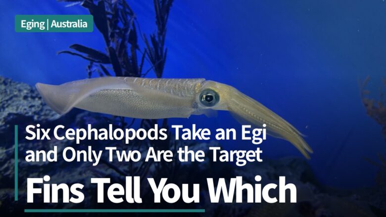 Squid species in Australia for eging: southern calamari and five other cephalopods