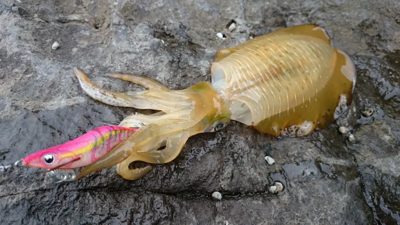 A cuttlefish holding an egi on the rocks