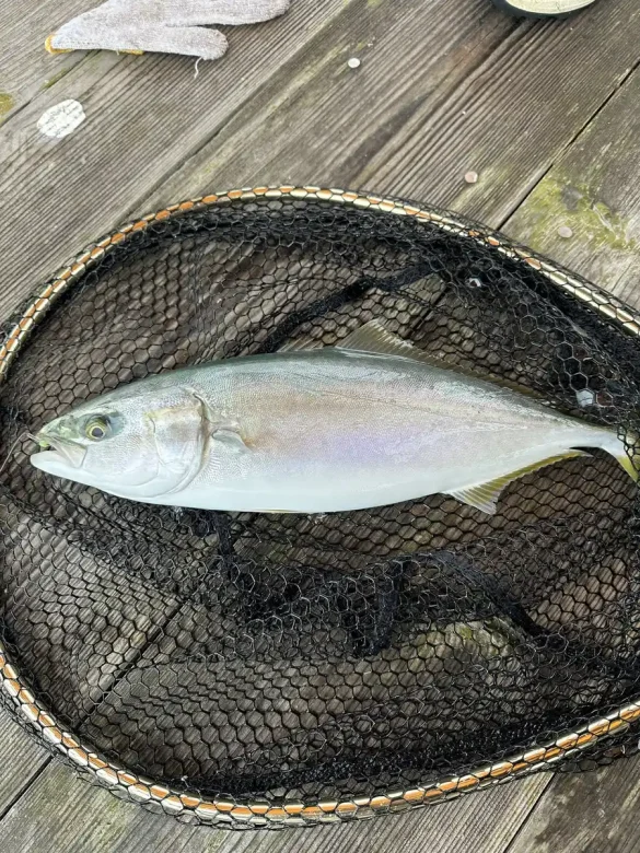 サヨリをエサにしたノマセ釣りで釣れたハマチ（タモ網の中）