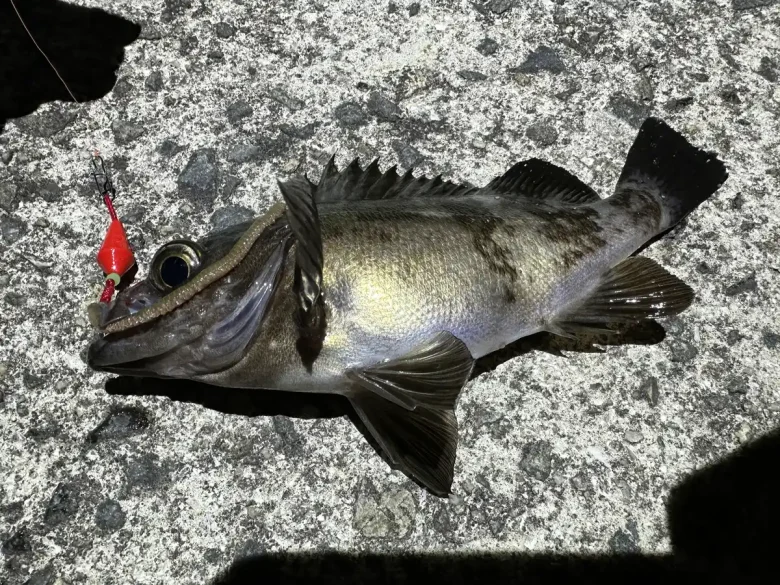 A rockfish and a red lure on the rocks