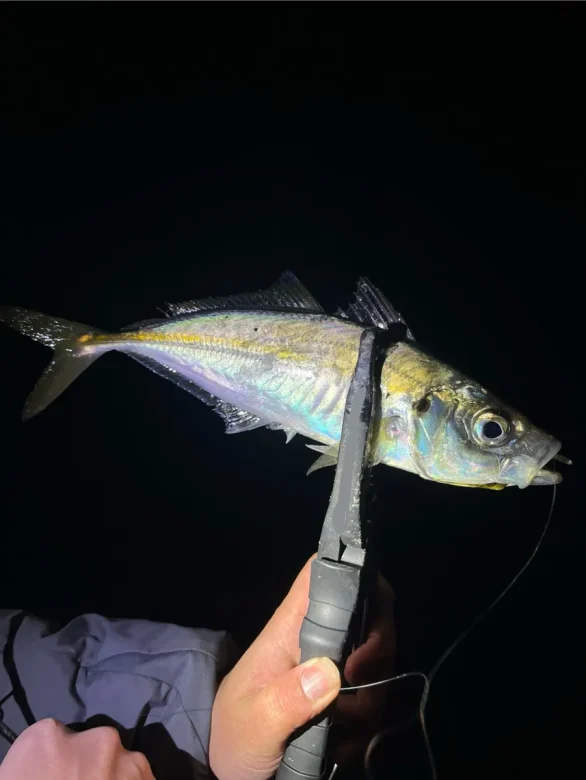 夜釣りで手に持つアジ