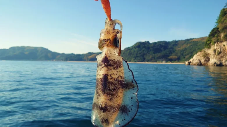 エギに掛かって吊り上げられたアオリイカと海
