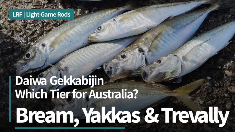 Several yakka-sized horse mackerel laid on a gravel jetty with the title Daiwa Gekkabijin rod tiers