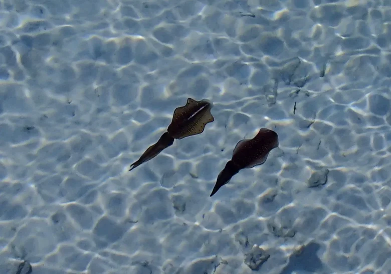 浅瀬を泳ぐ2杯のイカ