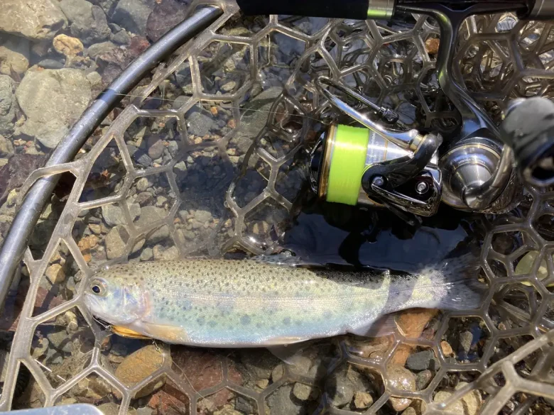 A small rainbow trout in a rubber landing net in clear shallow water