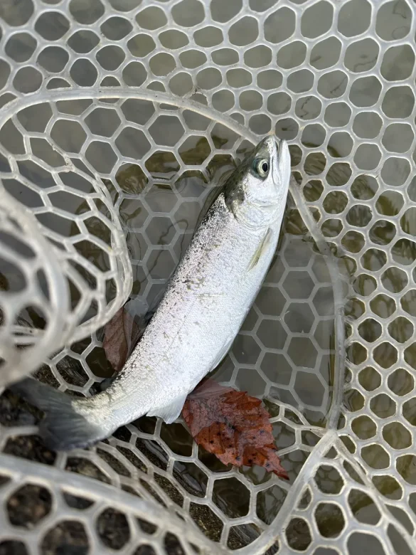 A silver coho salmon in a clear rubber landing net at a trout pond