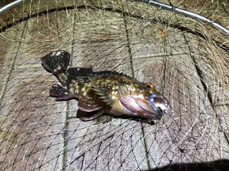 A kasago rockfish in a landing net