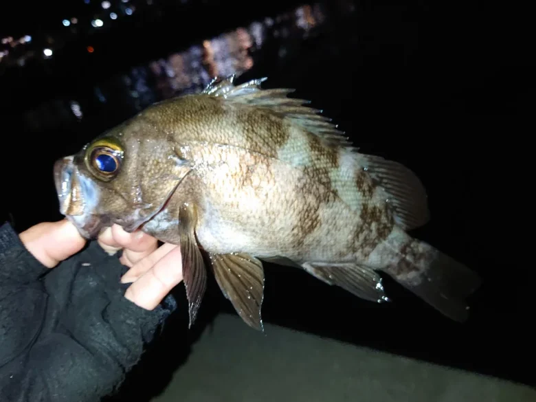 夜釣りで手に持つメバル