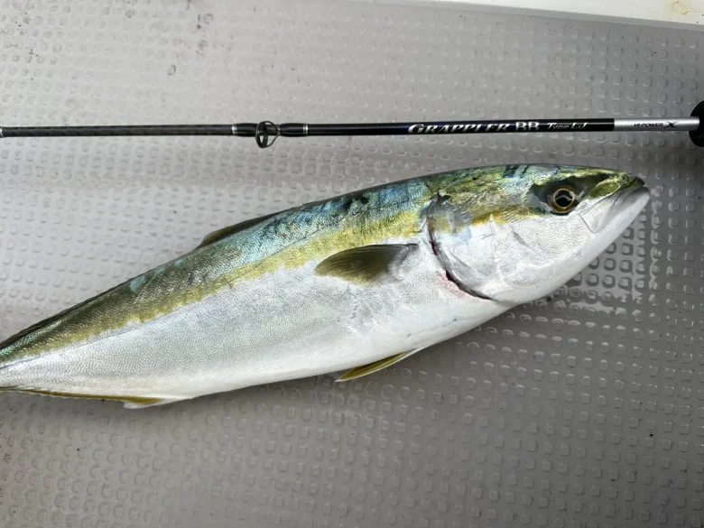 落とし込みで釣れた青物とグラップラーBB タイプLJのロッド