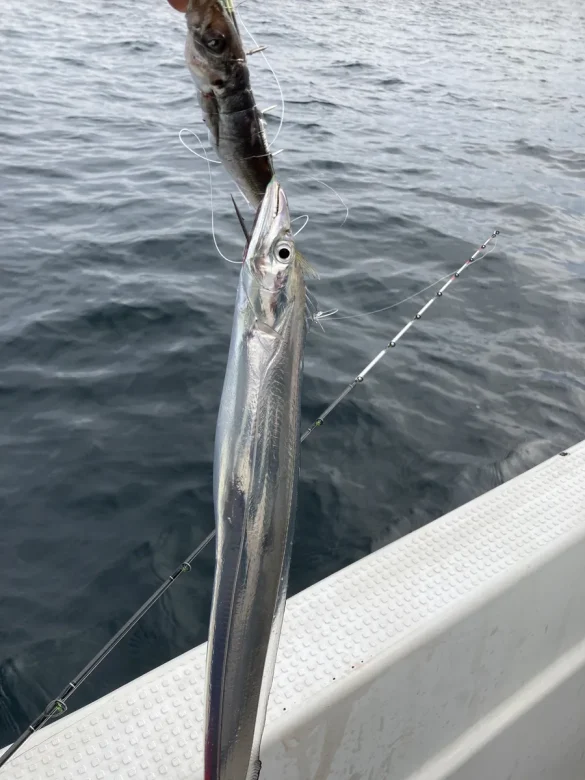 A tachiuo (largehead hairtail) lifted over the side of a boat on the line