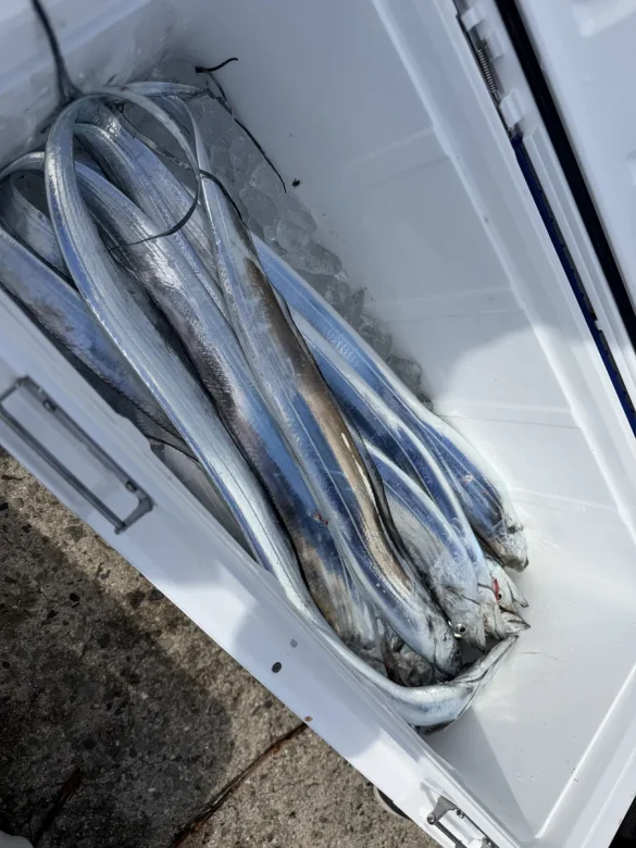 Several tachiuo curled on ice in an open white cooler box on the dock after a boat trip